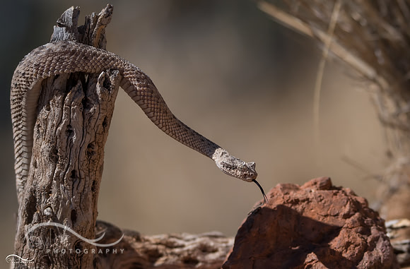 Sidewinder