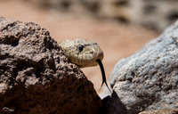 Gopher Snake
