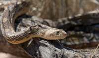 Gopher Snake