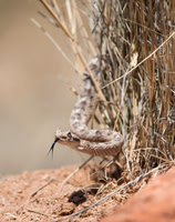 Sidewinder
