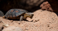 tortoise
