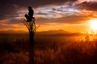 Sunset at Arizona Sonoran Desert Museum