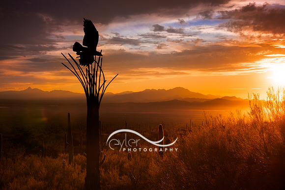Sunset at Arizona Sonoran Desert Museum
