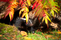 skunk