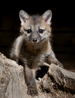 Grey fox kit