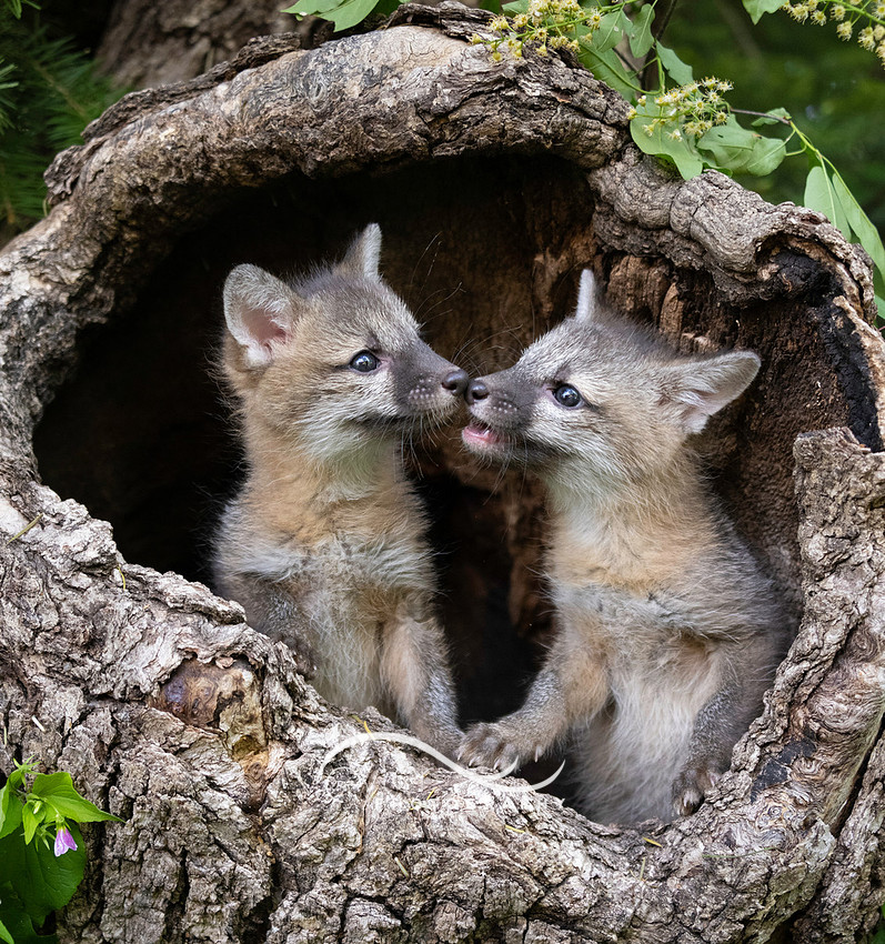 Grey Fox kits