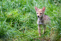 coyote pup