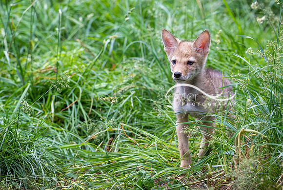 coyote pup
