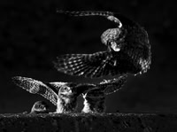 Burrowing Owl with Owlets