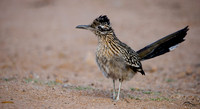 Roadrunner