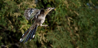 Roadrunner