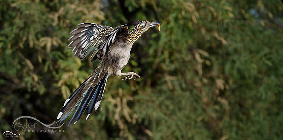 Roadrunner