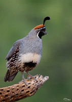 Gambel's Quail