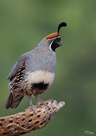 Gambel's Quail (male)