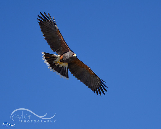 Harris Hawk