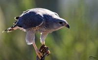 Gray Hawk