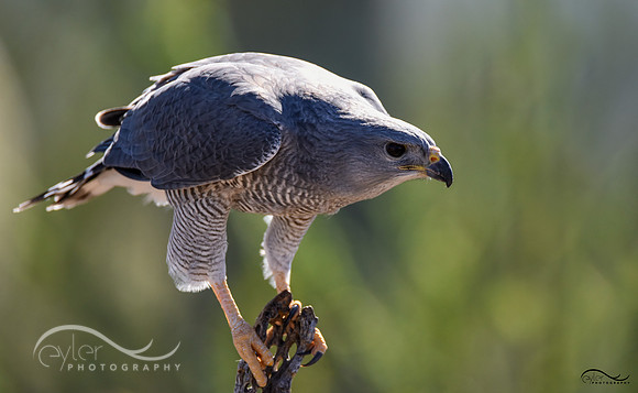 Gray Hawk