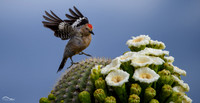 Gila Woodpecker