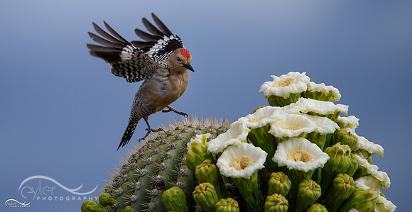 Gila Woodpecker
