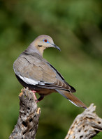 Doves