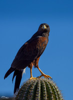 Harris Hawk