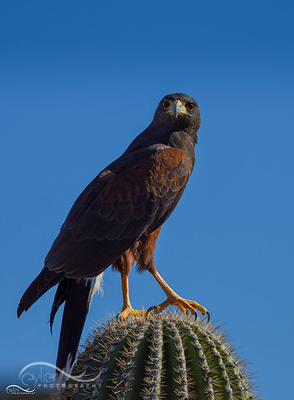 Harris Hawk
