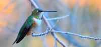 Hummingbird