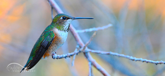 Hummingbird