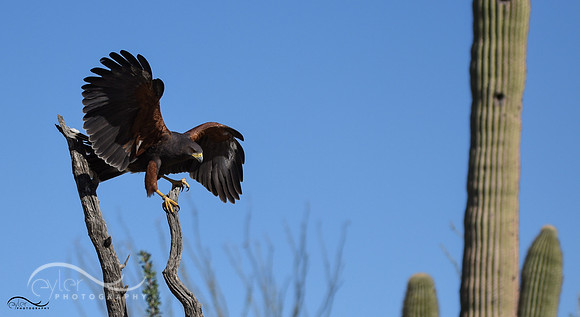 Harris Hawk