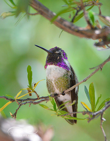 Costa's Hummingbird