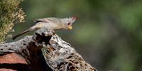 Pyrrhuloxia (female)