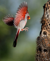 Pyrrhuloxia (male)