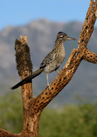 Greater Roadrunner