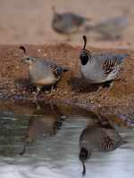 Gambel Quail