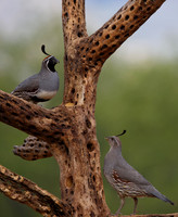 Gambel Quail