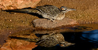 Roadrunner Reflection