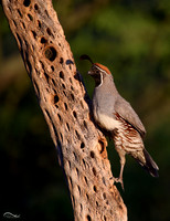 Quail