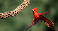 Cardinal