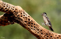 Woodpecker hopping