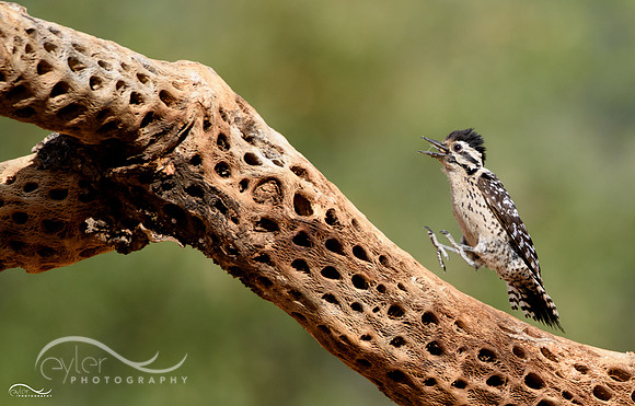 Woodpecker hopping