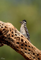 Woodpecker