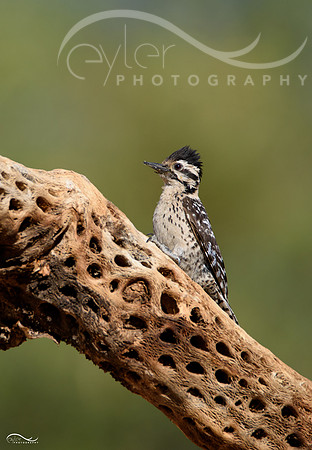 Woodpecker