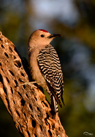 Gila Woodpecker