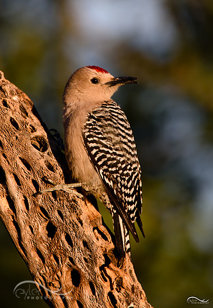 Gila Woodpecker