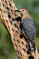 Woodpeckers