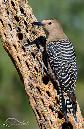 Gila Woodpecker