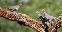 White Winged Dove