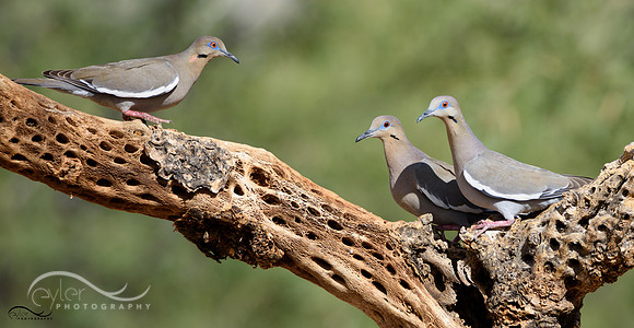 White Winged Dove