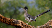 Roadrunner