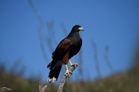 Harris Hawk